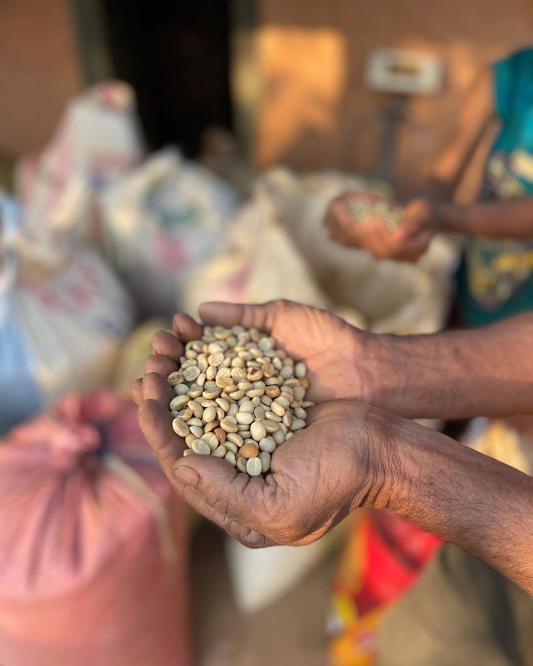 Buying coffee from local farmers