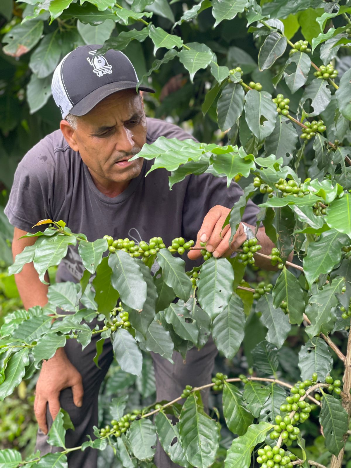 Coffee Roasting Journey