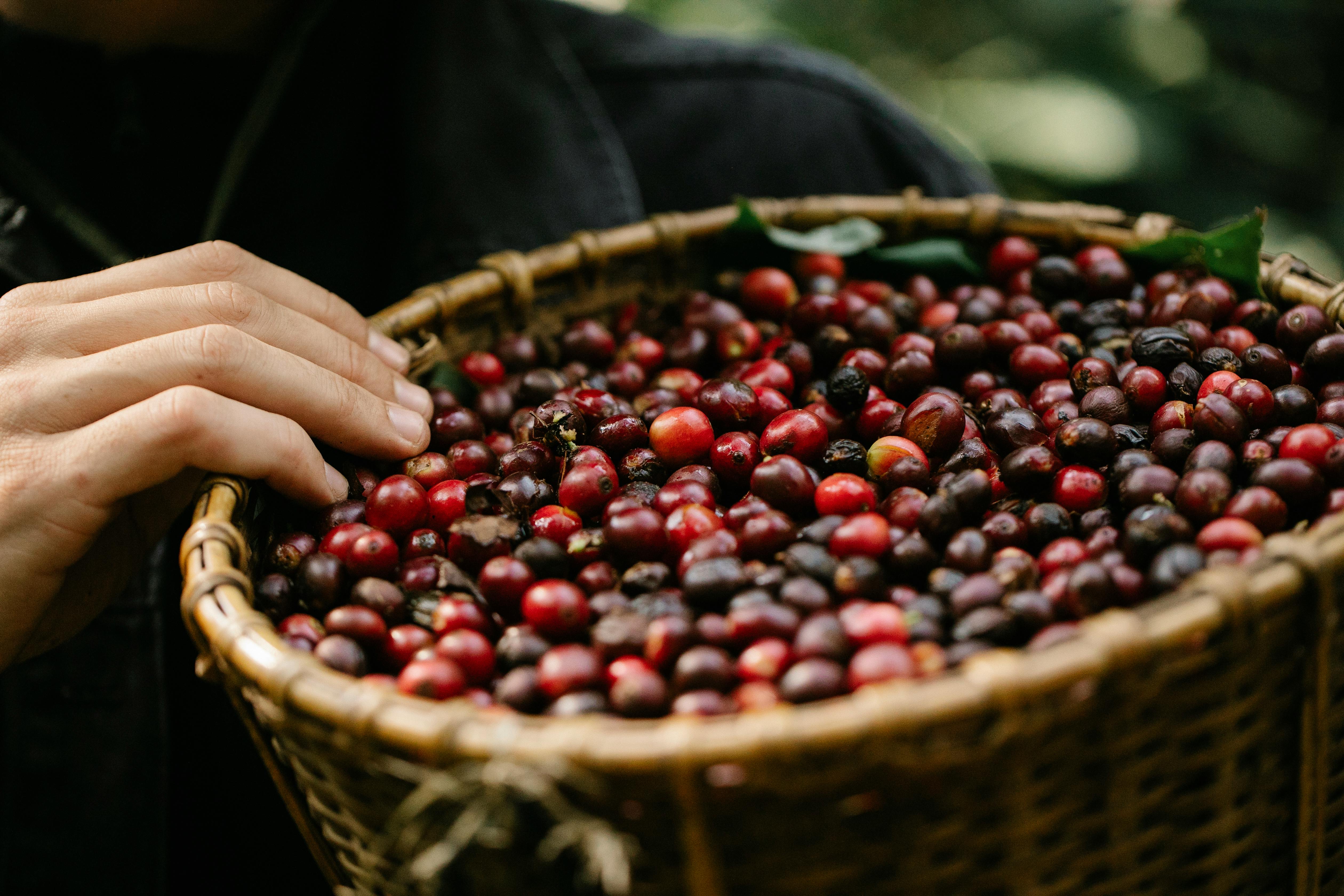 Fresh coffee cherries harvest in traditional basket